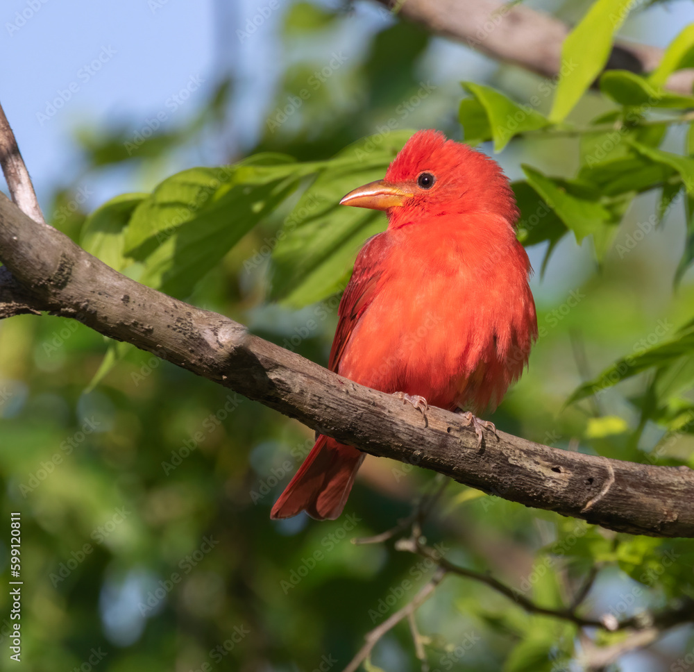 Fototapeta premium Male Summer Tanager (Piranga rubra) Perched On Tree Branch, Galveston, Texas