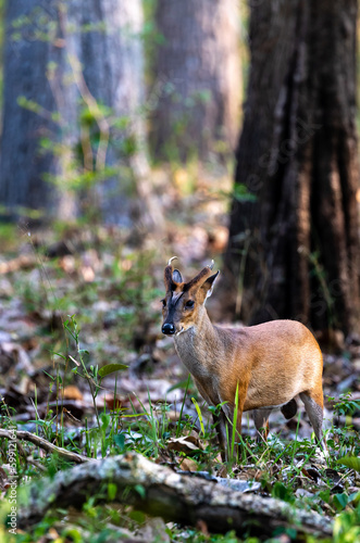 Fototapeta Naklejka Na Ścianę i Meble -  Barking deer in the jungle of Bhadra wildlife sanctuary 