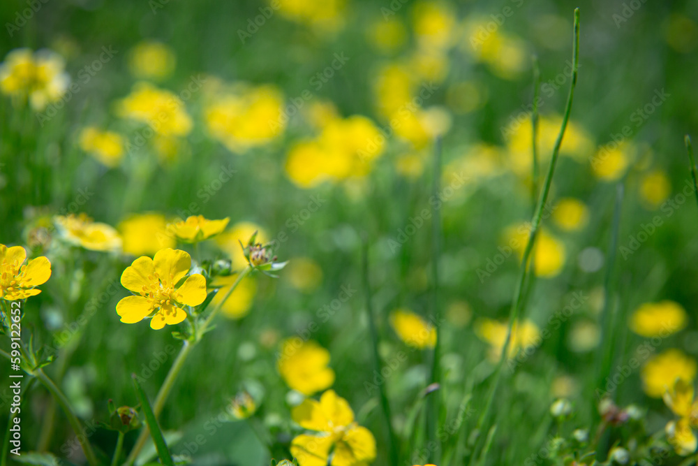 Fototapeta premium 春の黄色い花