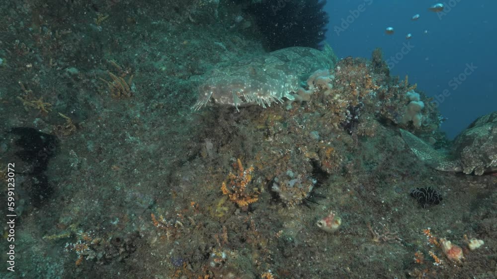 Sharks resting on an underwater pipe system covered in soft coral and marine plants deep below the ocean. Unique underwater view Sharks resting on an underwater pipe system covered in soft coral and marine plants deep below the ocean. Unique underwater view