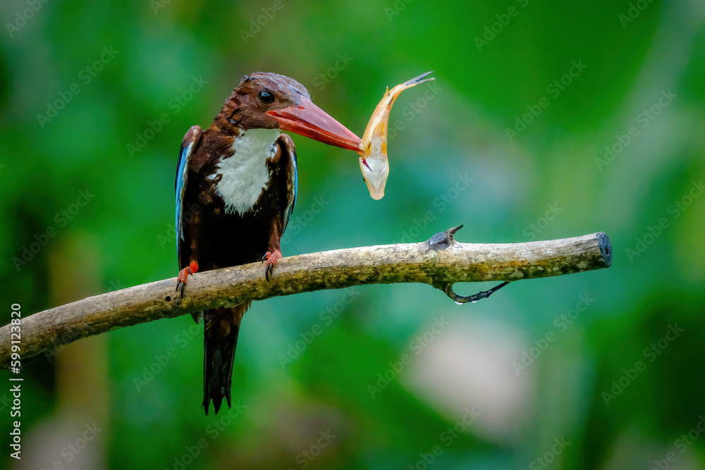Fototapeta premium white throated kingfisher with prey