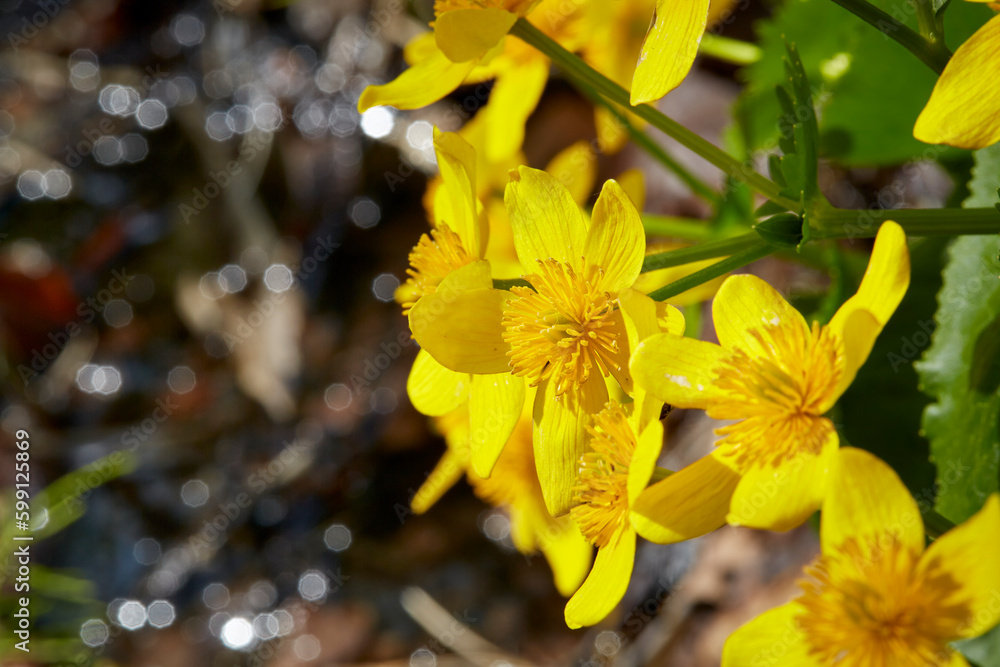 Fototapeta premium Spring ephemerals (Caltha palustris var. nipponica, エゾノリュウキンカ) swaying in the spring light by the riverside in the Wildflower Garden.