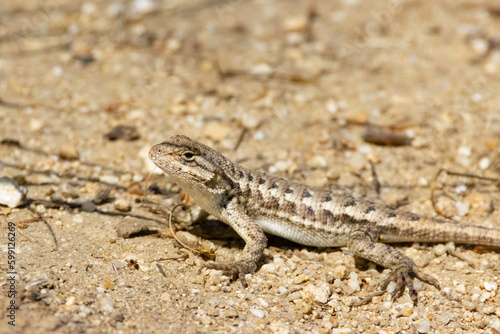 A Western Fence Lizard on the ground in a garden