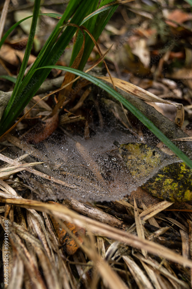 water drops on the grass