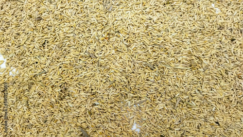 Pile of rice grains after being removed from the stalk (ID: 599127065)