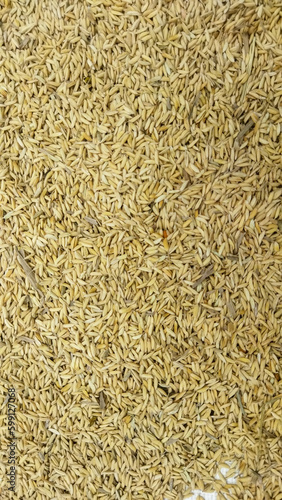 Pile of rice grains after being removed from the stalk (ID: 599127068)