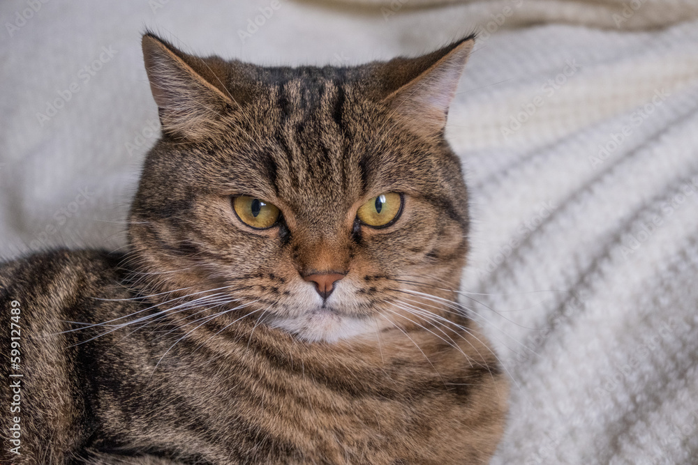 The cat looks lies on a soft bedspread and looks down. Portrait of a cat. Beautiful cat. The cat looks lies on a soft bedspread and looks down. Portrait of a cat. Beautiful cat.