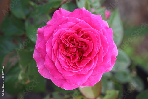 close up of a pink rose with a blurred background