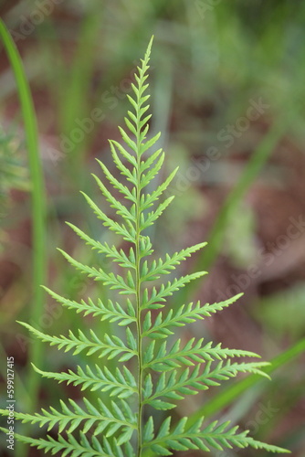 Close up of fern leaves with blurred background