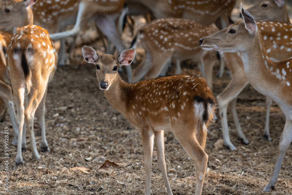Baby spotted deer (Chital, Cheetal, Axis deer) in summer nature at the zoo.Wild animal with brown fur observing on hay field. Alert herbivore from side view with copy space. Baby spotted deer (Chital, Cheetal, Axis deer) in summer nature at the zoo.Wild animal with brown fur observing on hay field. Alert herbivore from side view with copy space.