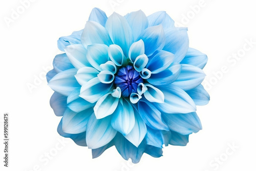 Blue Dahlia flower, tuberous garden plant isolated on white background with clipping path. generative AI © mualtry002