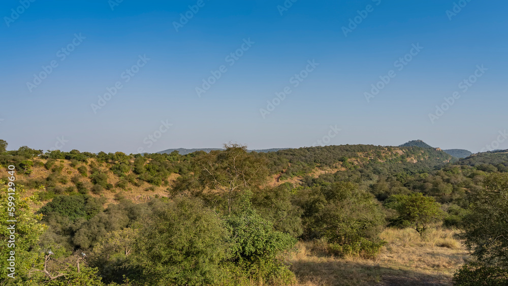 The landscape of the endless jungles of India. Yellowed grass, thickets of green trees. A mountain range against a clear blue sky. Copy space. Ranthambore National Park The landscape of the endless jungles of India. Yellowed grass, thickets of green trees. A mountain range against a clear blue sky. Copy space. Ranthambore National Park