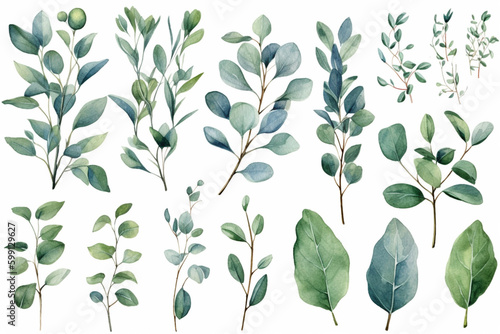 Eucalyptus leaves and branches watercolor style in different shades of green on white background. Ai generative