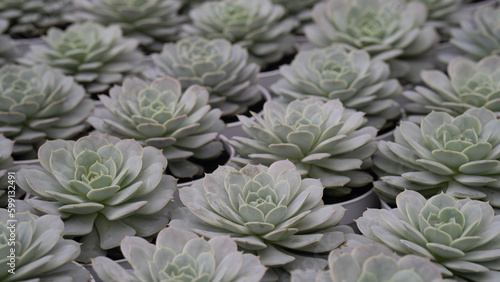 elegant echeveria