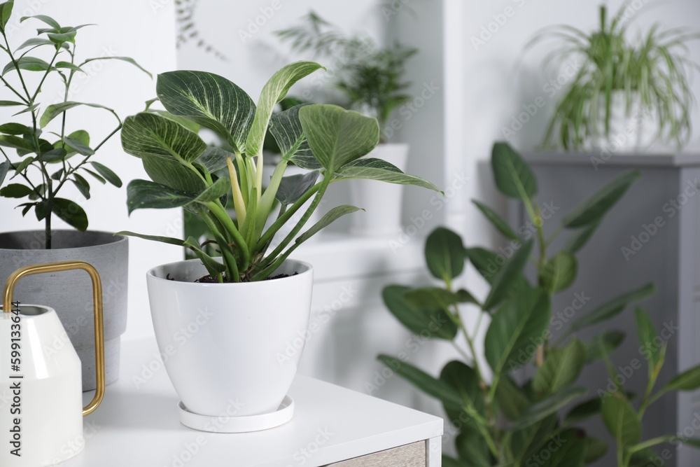 Green houseplants in pots and watering can on table indoors Green houseplants in pots and watering can on table indoors