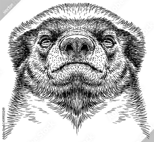 Vintage engraving isolated honey badger set illustration ink sketch. Ratel background tropical animal silhouette art. Black and white hand drawn image.