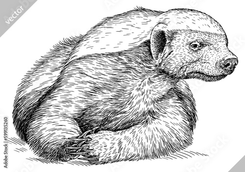 Tablou canvas Vintage engraving isolated honey badger set illustration ink sketch