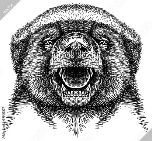 Vintage engraving isolated honey badger set illustration ink sketch. Ratel background tropical animal silhouette art. Black and white hand drawn image.