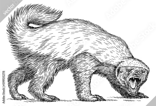 Vintage engraving isolated honey badger set illustration ink sketch. Ratel background tropical animal silhouette art. Black and white hand drawn image.