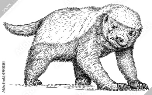 Vintage engraving isolated honey badger set illustration ink sketch. Ratel background tropical animal silhouette art. Black and white hand drawn image.