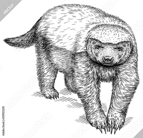 Vintage engraving isolated honey badger set illustration ink sketch. Ratel background tropical animal silhouette art. Black and white hand drawn image.