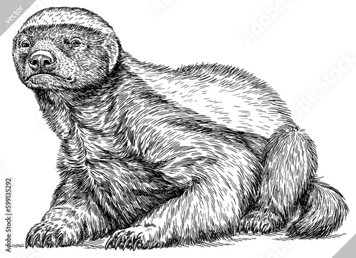 Vintage engraving isolated honey badger set illustration ink sketch. Ratel background tropical animal silhouette art. Black and white hand drawn image.