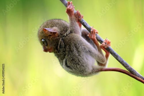 tarsier, tarsier animal in Kalimantan forest photo