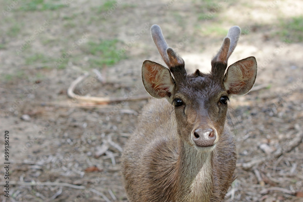 Close-up face on view of a single young deer with small antlers Close-up face on view of a single young deer with small antlers