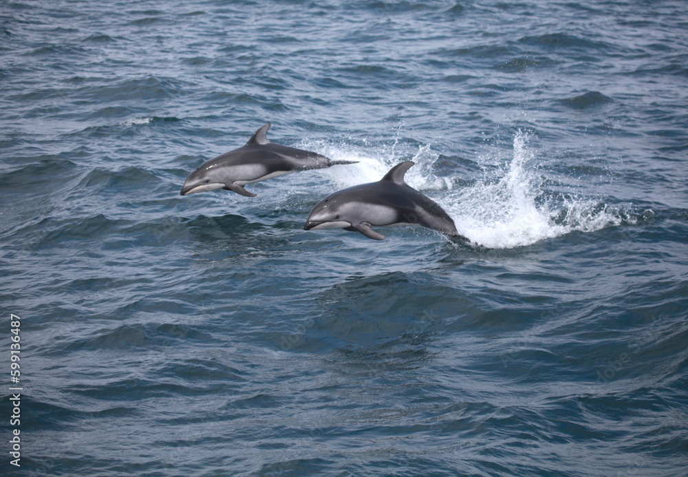 Pacific white-sided dolphins jumping completely out of the ocean water, Monterey Bay, California Pacific white-sided dolphins jumping completely out of the ocean water, Monterey Bay, California