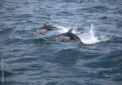 Pacific white-sided dolphins jumping completely out of the ocean water, Monterey Bay, California