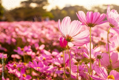 Cosmos flowers in the field with evening sunlight. © Thanongsak
