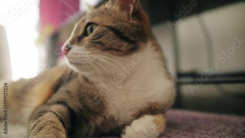 Wallpaper Mural Cute cat lies on carpet i living room, looking at the camera. Life of domestic cats in cozy home. Torontodigital.ca