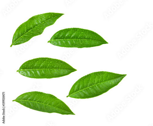 tea leaf on transparent png © sommai