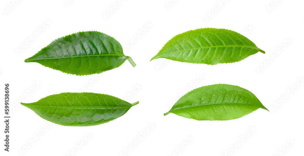 tea leaf isolated on transparent png tea leaf isolated on transparent png