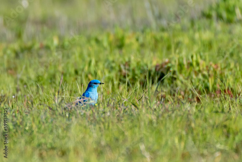 Mountain Bluebirds closeup © JAMES