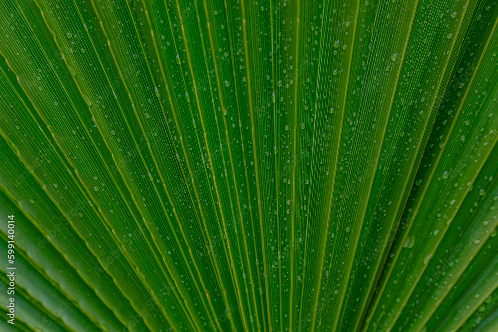 Obraz premium palm leaf with water droplets