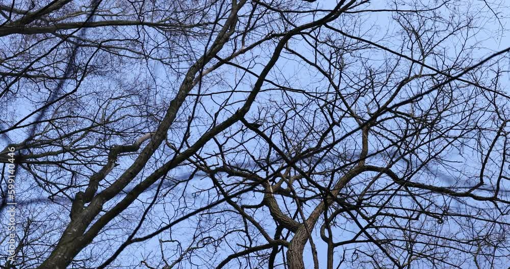 Black crows flying and sitting on tree branches in early spring, wildlife with wild black birds on the treetops Black crows flying and sitting on tree branches in early spring, wildlife with wild black birds on the treetops