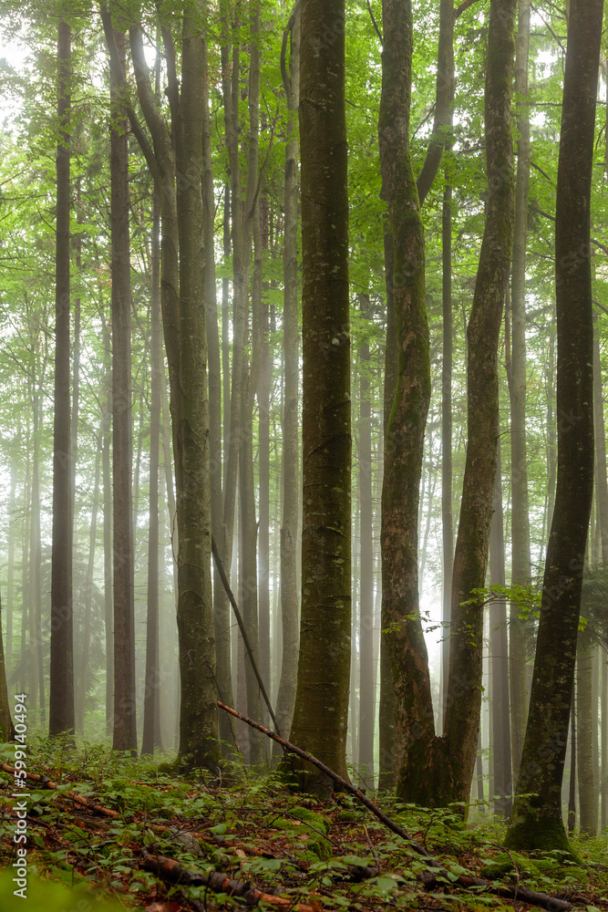 Obraz premium A foggy day in a forest with beautiful trees. Vertical composition.