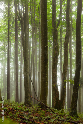 A foggy day in a forest with beautiful trees. Vertical composition.