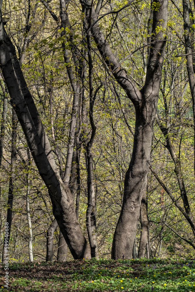 Fototapeta premium Spring forest on a sunny day