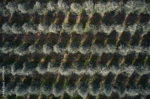 Plantation of olive trees top view. Italian olives aerial view. Olive tree gardens top view.