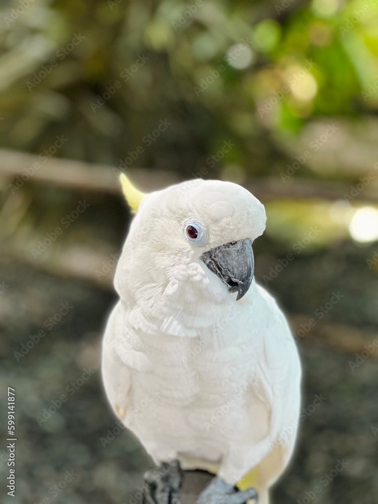 White cockatoo Bird or Burung Kakak Tua Close Up Portrait
White cockatoo Bird or Burung Kakak Tua Close Up Portrait
