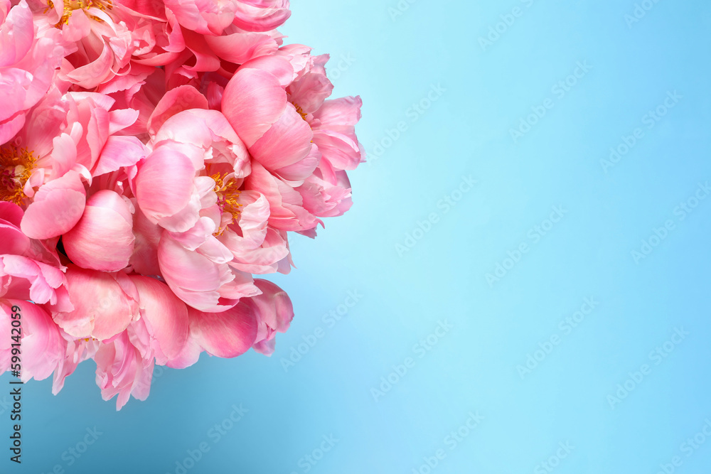 Bunch of beautiful peonies on turquoise background, top view. Space for text Bunch of beautiful peonies on turquoise background, top view. Space for text