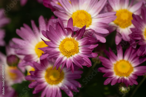 Purple Chrysanthemum