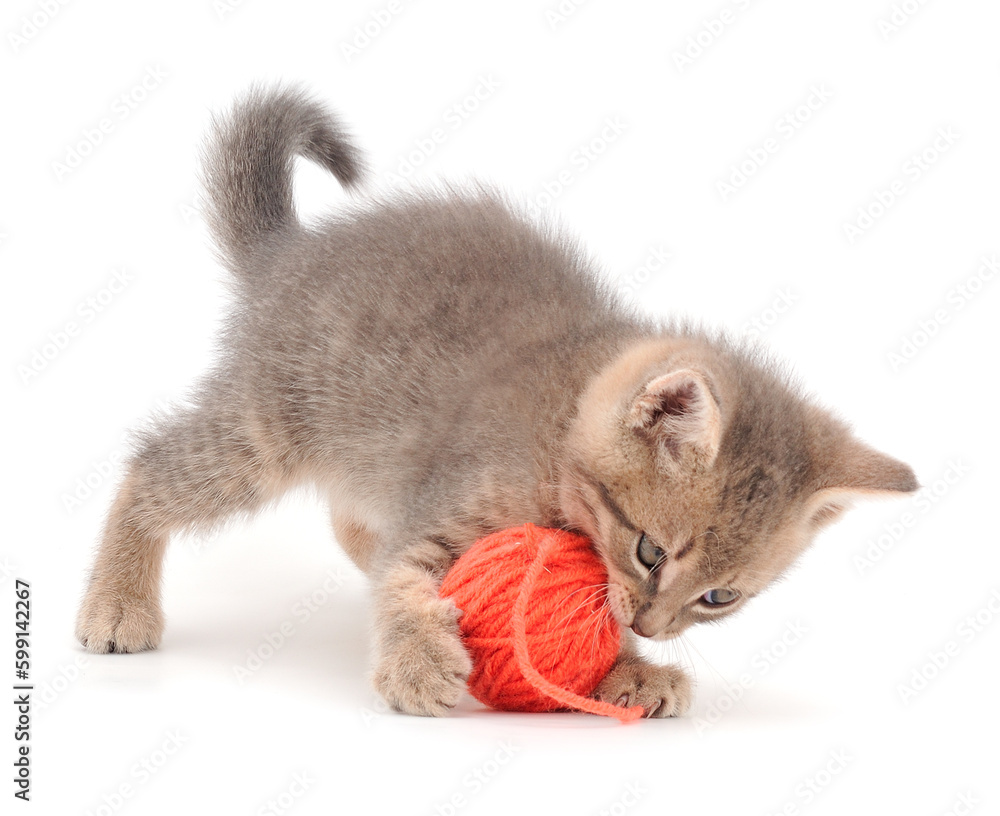 Little kitten playing with a ball of yarn. Little kitten playing with a ball of yarn.