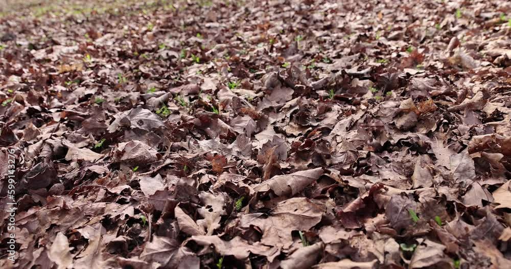 foliage that fell to the ground during leaf fall, old foliage that lay on the ground until spring foliage that fell to the ground during leaf fall, old foliage that lay on the ground until spring