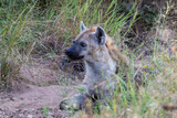 Portrait of a spotted hyena in tall grass in the African wilderness