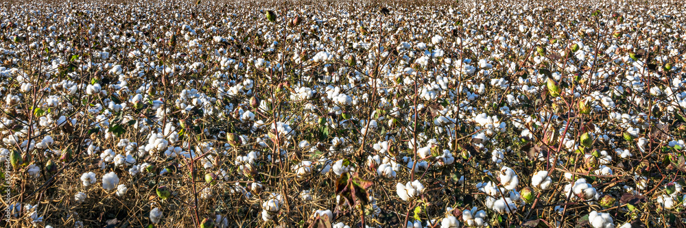 Web banner of defoliated cotton plants Web banner of defoliated cotton plants