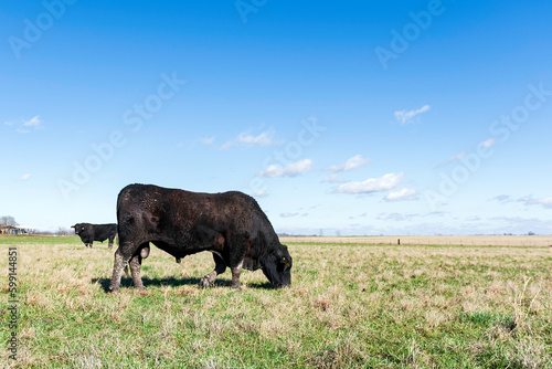 Black bulls in winter pasture in Alabama