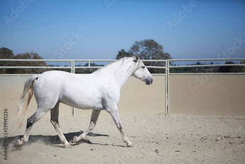 Slika na platnu Gray lusitano in roundpen, California USA